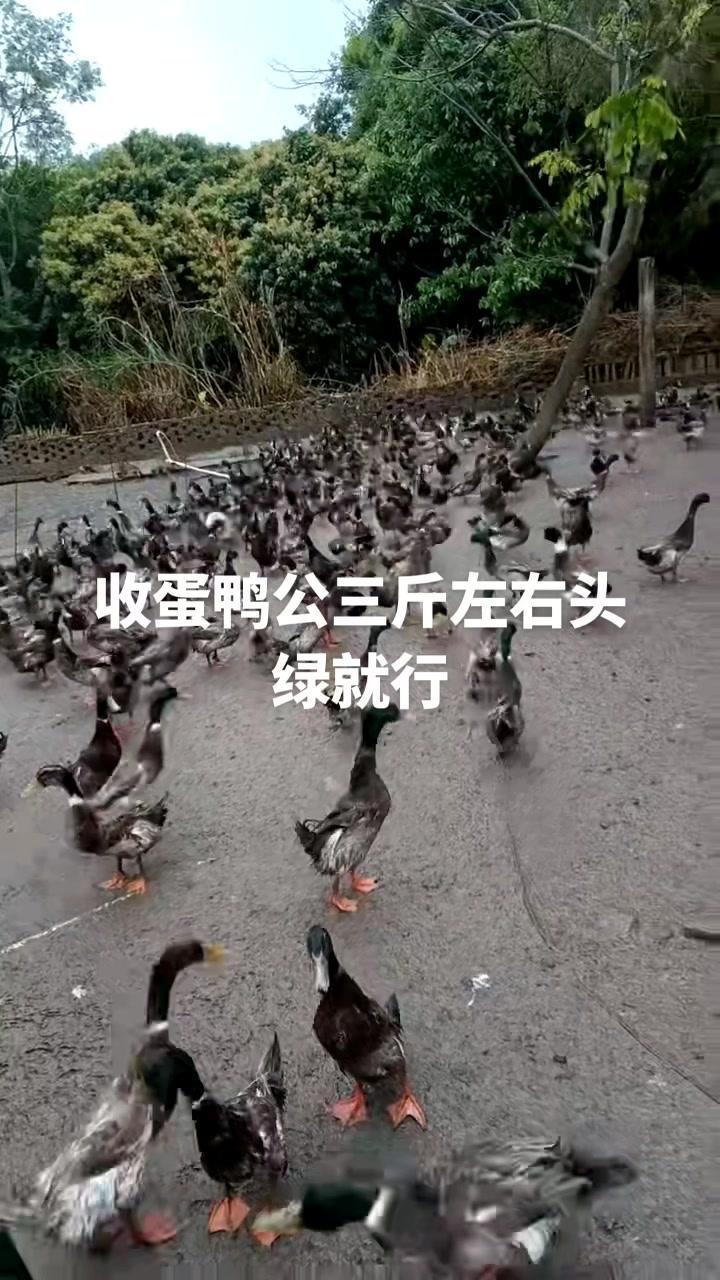 收蛋鸭公三斤左右头绿就行 蛋鸭养殖 我们村里最靓的鸭 蛋鸭,绿头蛋鸭