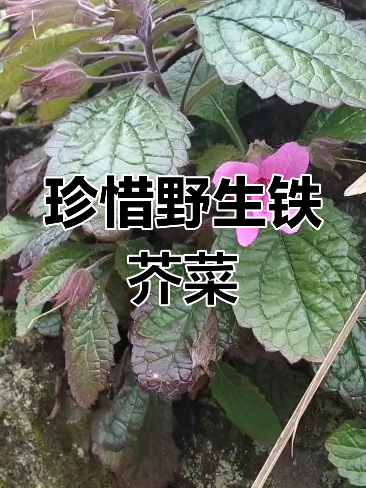 铁芥菜稀少珍贵,采摘时请勿连根拔起