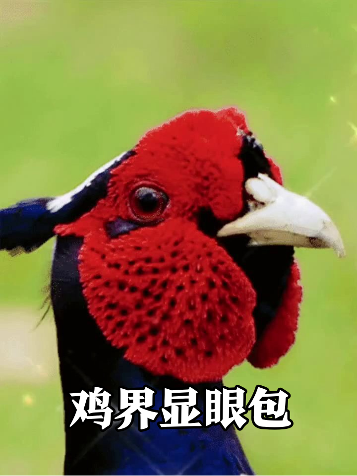 从迷你鸡到五彩野鸡，鸡界显眼包集体整活！