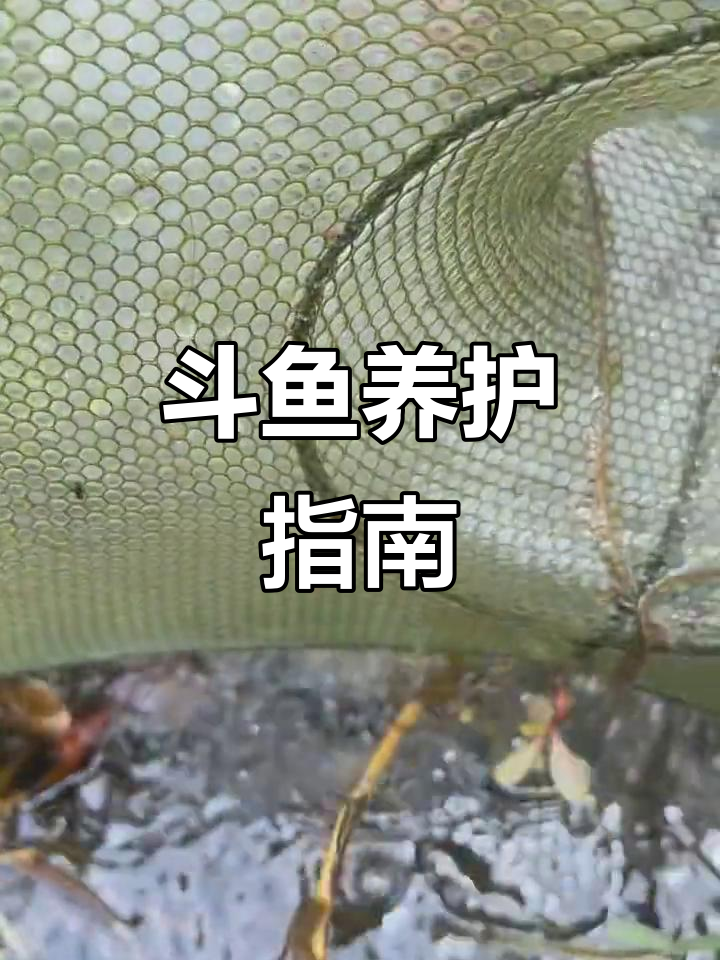 斗鱼养殖小技巧:水质、温度与喂食要点