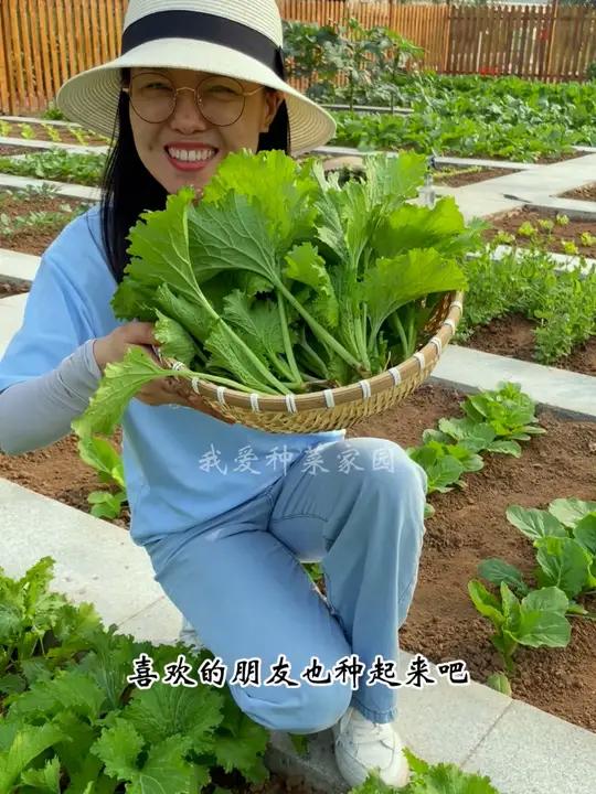 好吃不过饺子,推荐你试试这个香叶饺子菜 我的小菜园 在家种菜 香叶饺子菜