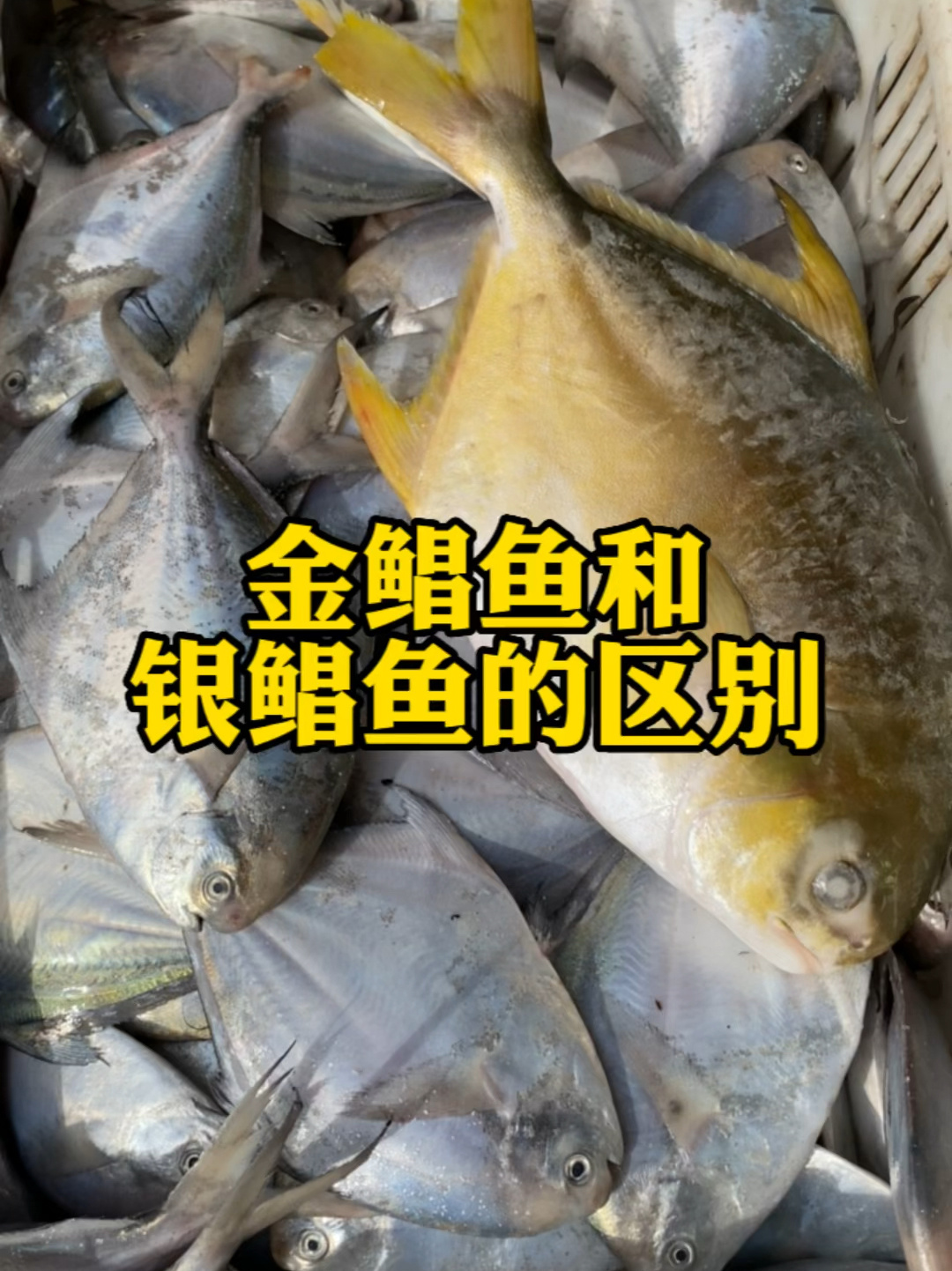 金鲳鱼和银鲳鱼有什么区别