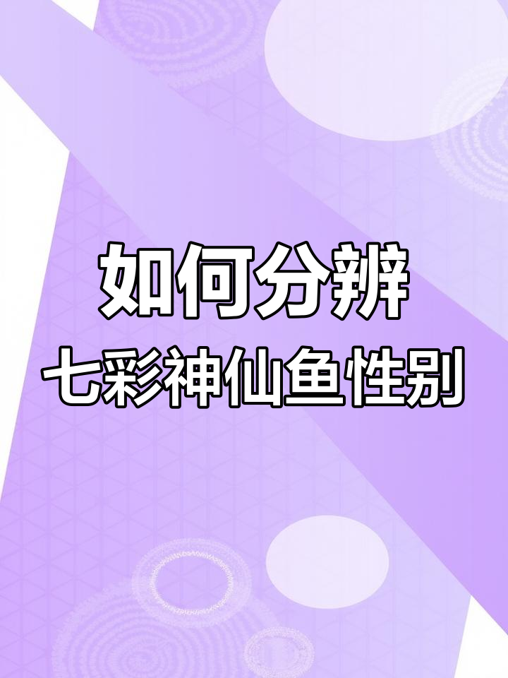 七彩神仙鱼公母辨别技巧