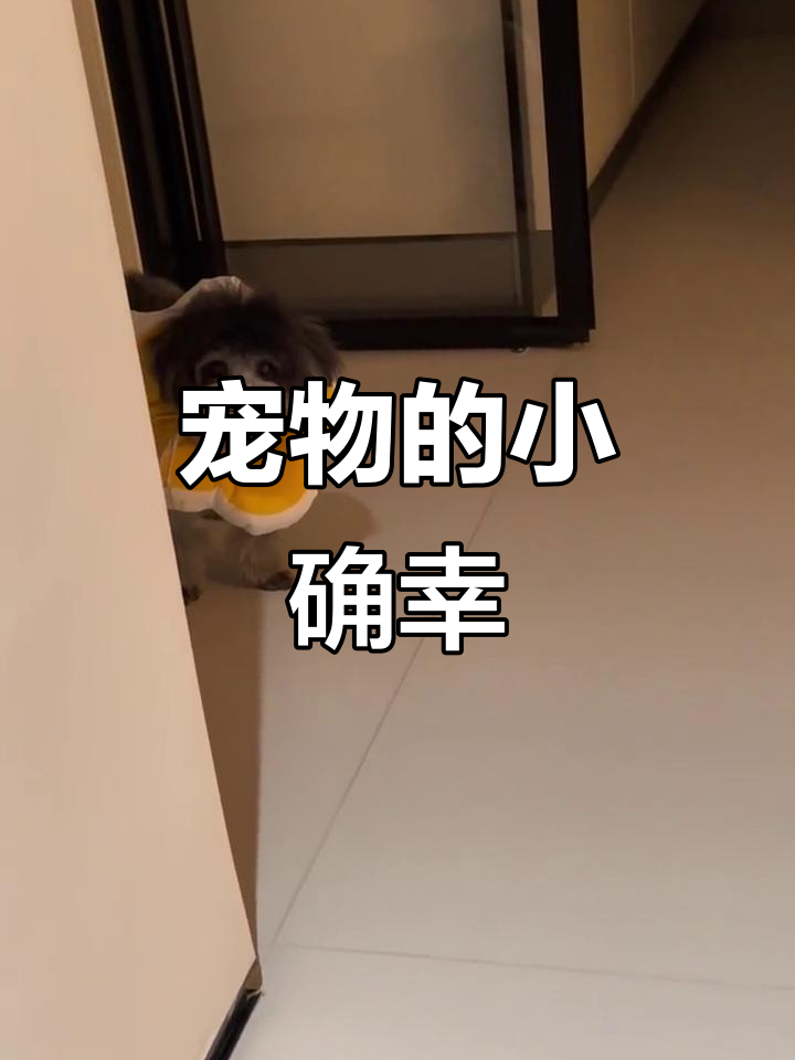 小可爱日常:没有肉吃,只能乖乖吃饭狗粮