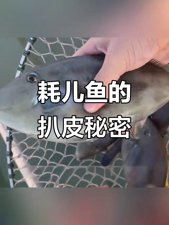 为什么耗儿鱼要剥皮?揭秘背后的原因