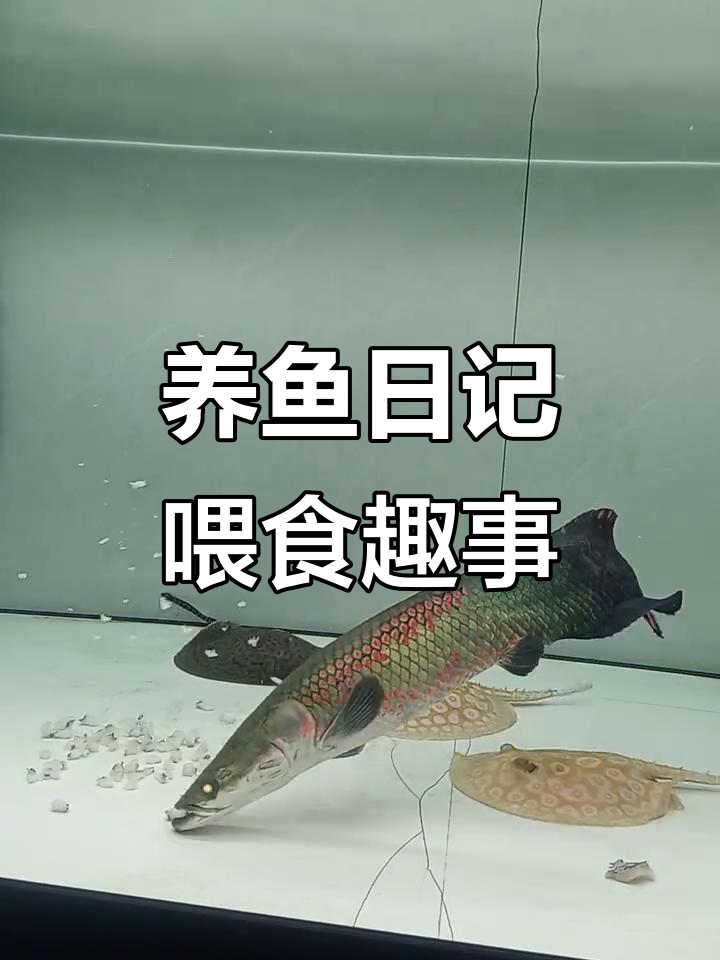 巨骨舌鱼与白子黑帝魟鱼的日常,喂食时刻超有趣