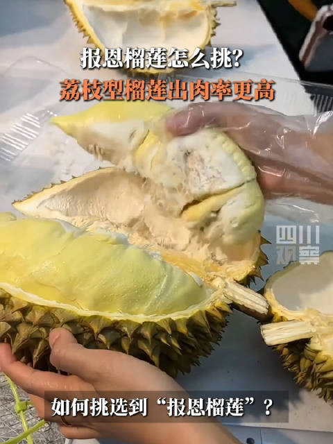 「还在靠蒙吗?报恩榴莲这样挑」近期随着榴莲大量上市,多地榴莲价格出现大跳水,网友纷纷表示“