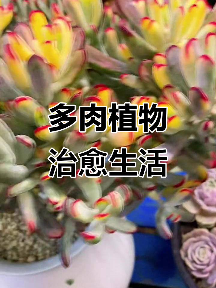 棒叶福娘锦:美丽多肉,生活更美好