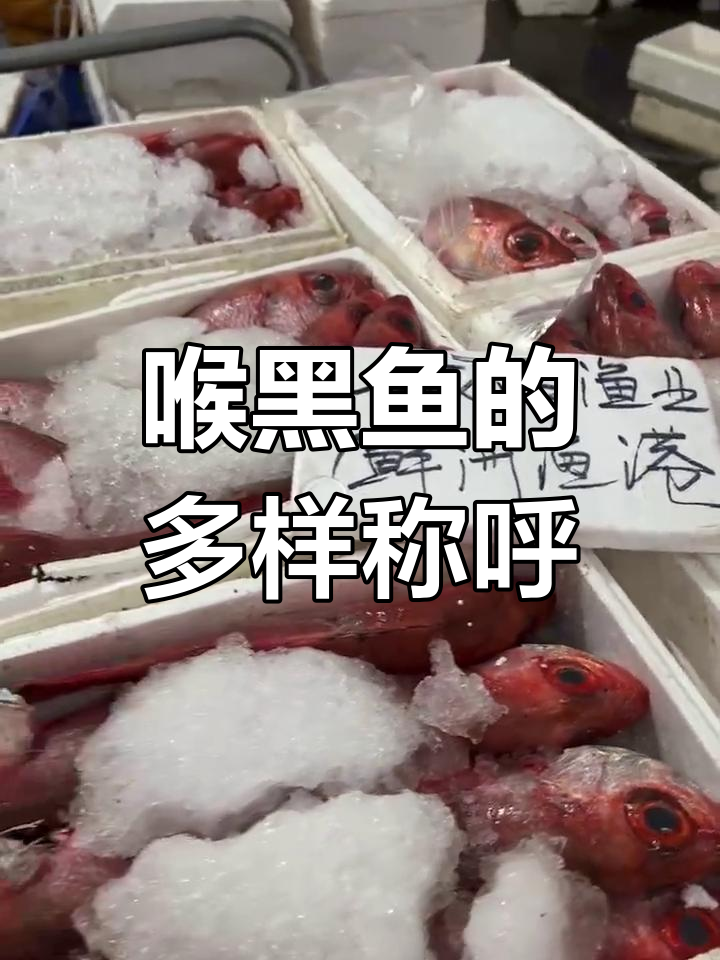 喉黑鱼,红鯥鱼,日本赤鯥,多种名称指同一种鱼类