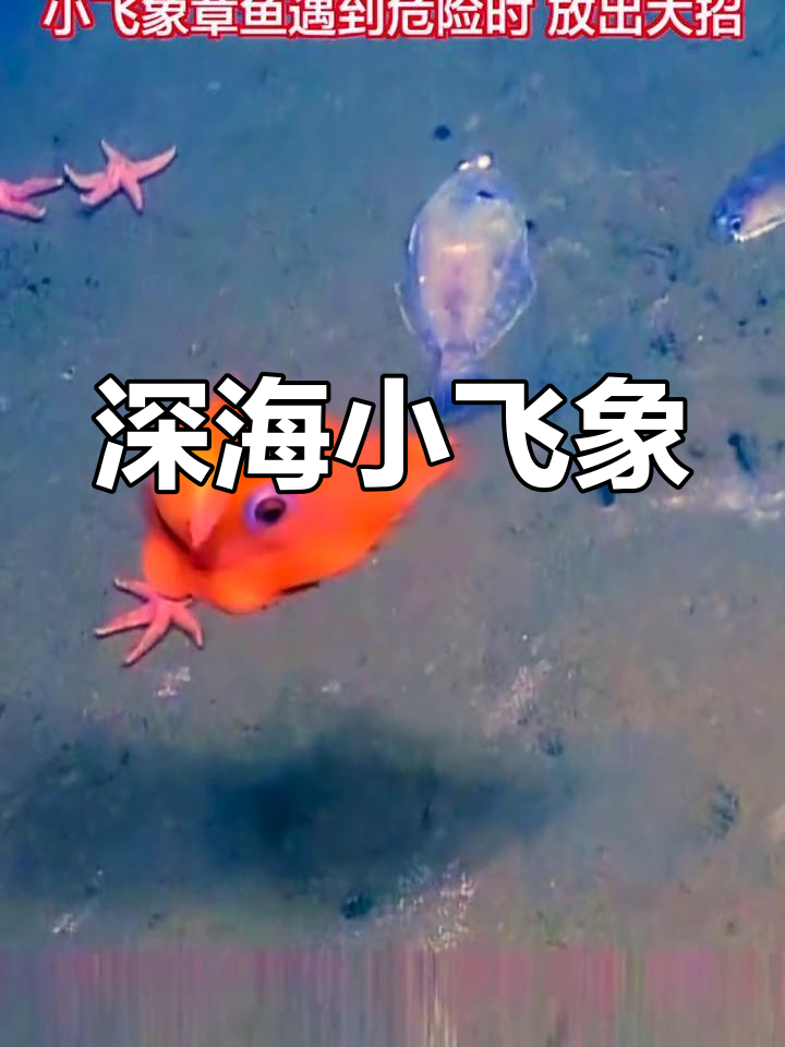 小飞象章鱼,深海中的神秘捕食者