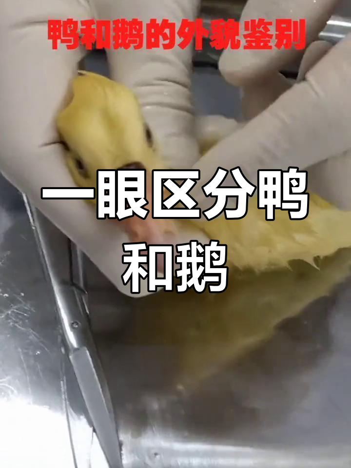 鸭与鹅的区别,轻松分辨!