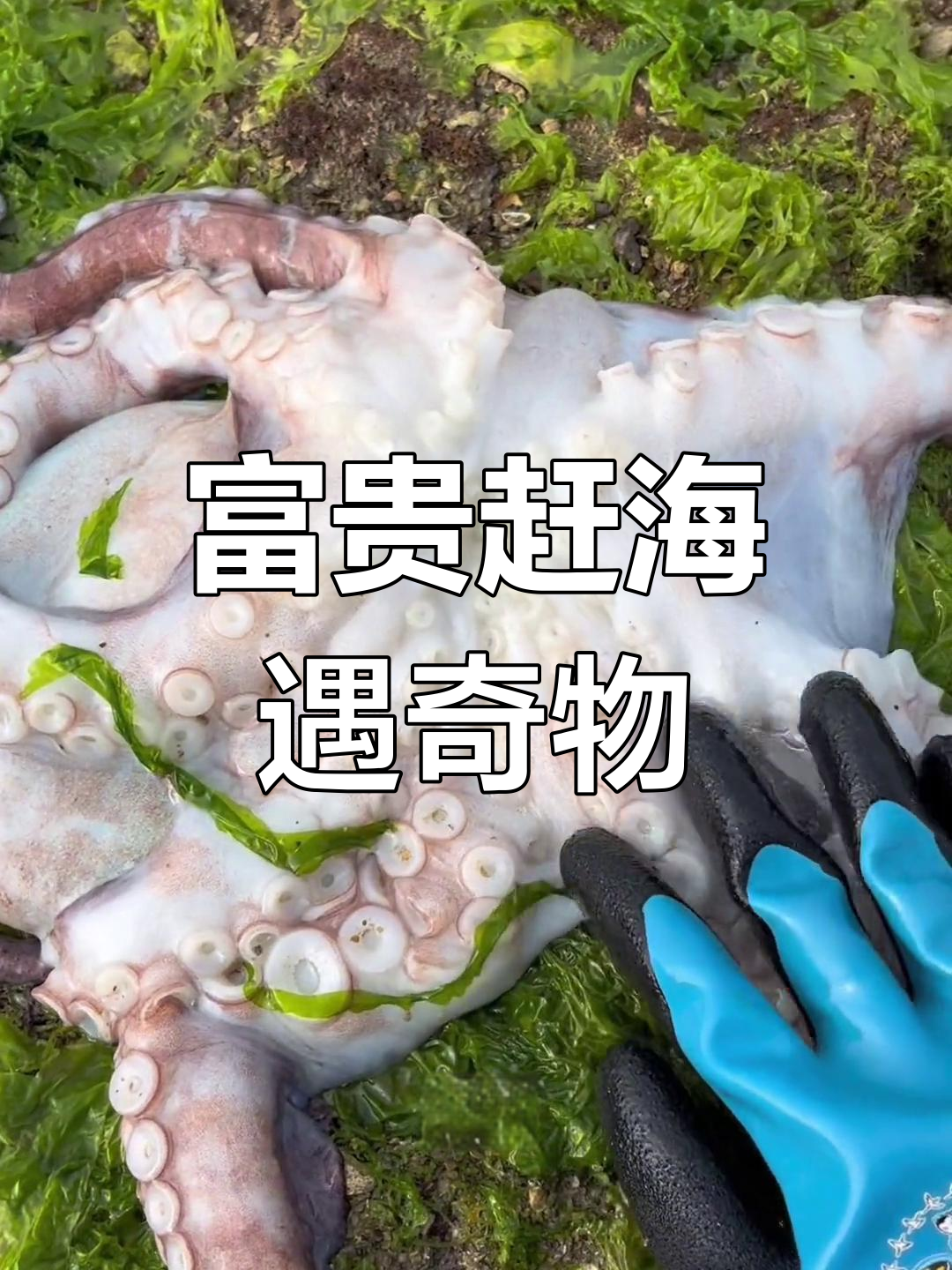 富贵赶海捡到花朵状八爪鱼,还抓到大章鱼和小柠檬鱼
