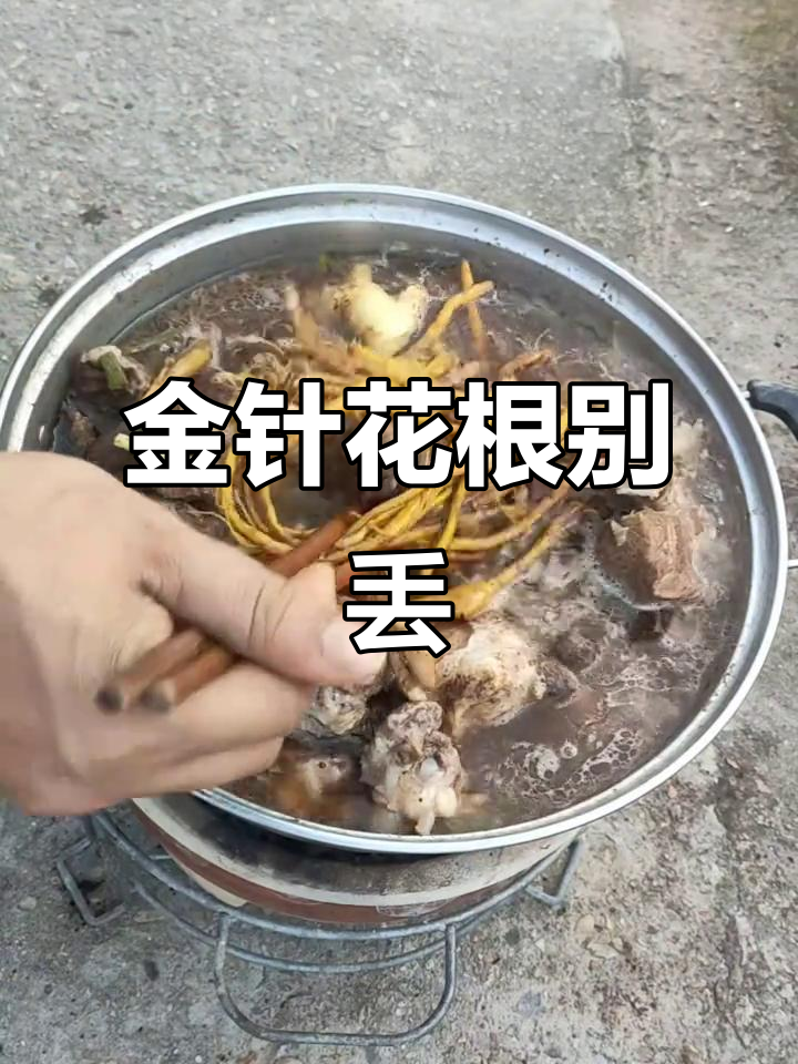 金针花根的秘密,简单拍打就能激发大智慧