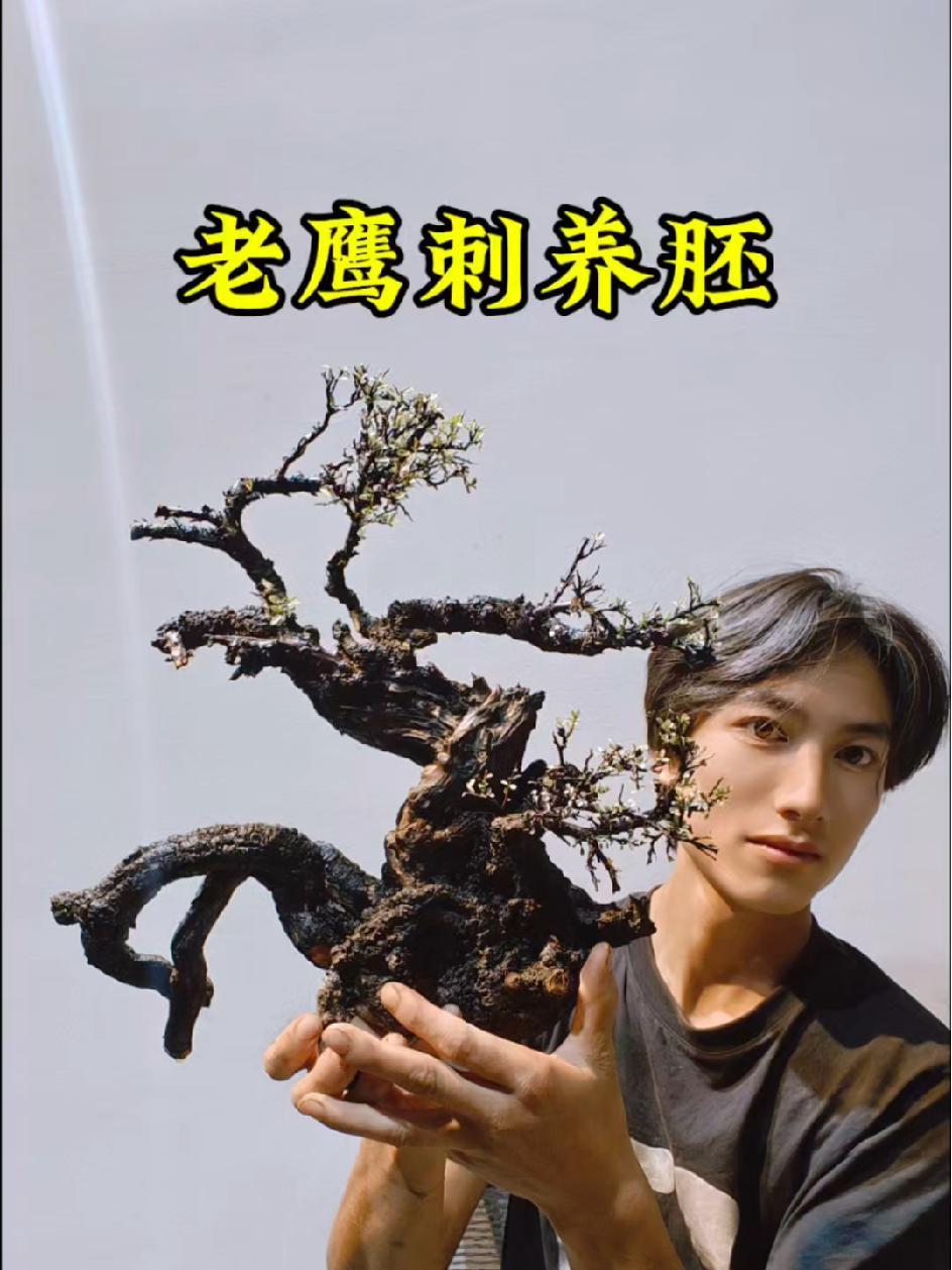 “选桩有道,栽培有法:老鹰刺盆景生桩的全程解析“ 培育健康老鹰刺盆景的秘诀“ “绿意盎然,