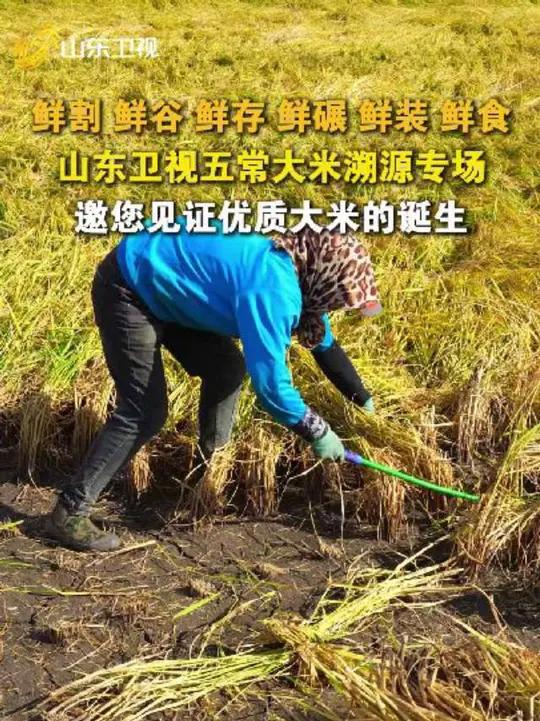 山东卫视五常大米溯源专场，邀您见证优质大米的诞生