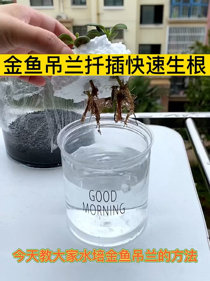 教大家水培金鱼吊兰的方法