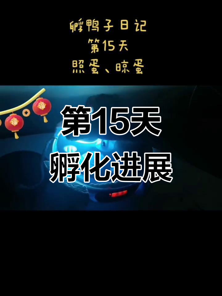 孵鸭日记:第15天照蛋与晾蛋全过程
