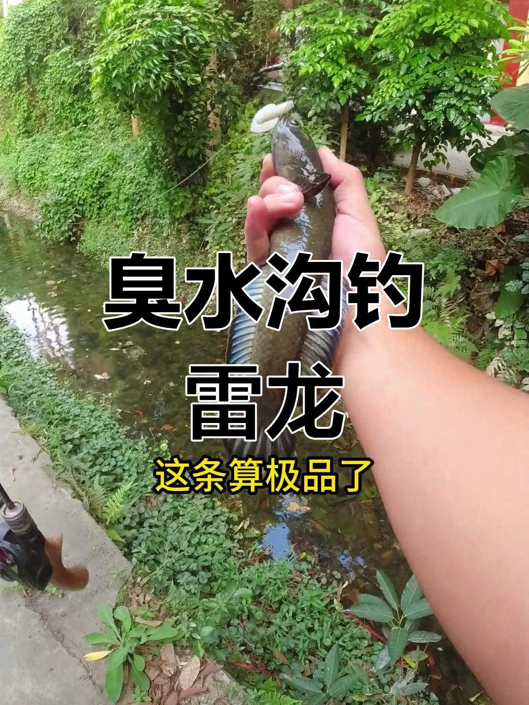 臭水沟钓鱼大挑战,30+雷龙鱼疯狂来袭