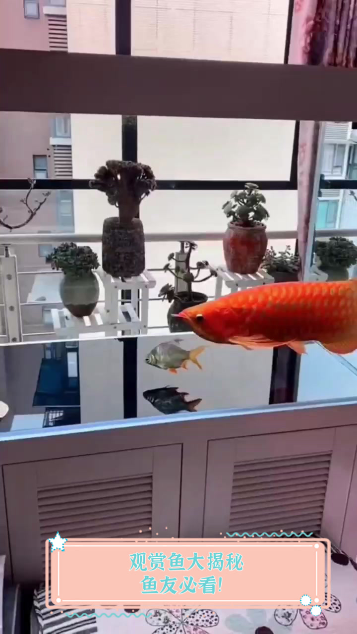 观赏鱼大揭秘,鱼友必看!