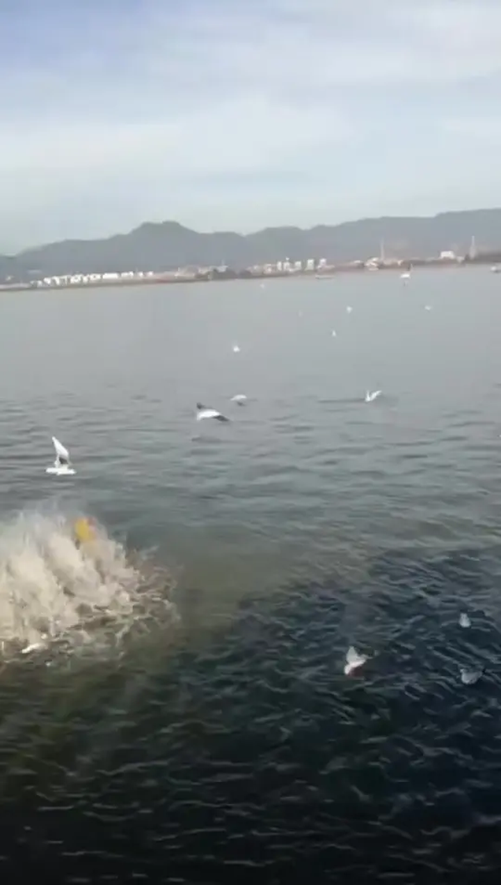 海鸥和大海的美丽景色以及热门音乐的体验有关的体验和感受