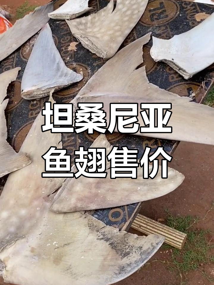 坦桑尼亚鱼翅价格曝光,450元一公斤