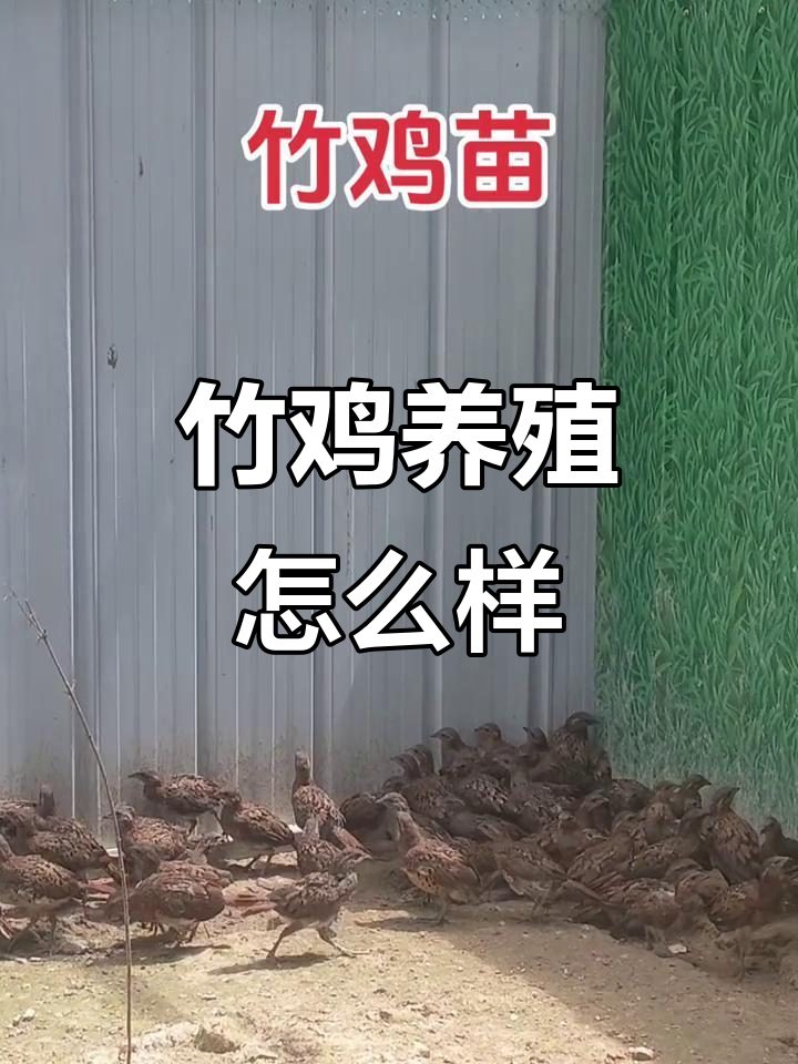 竹鸡养殖有前景吗?了解竹鸡的魅力与挑战