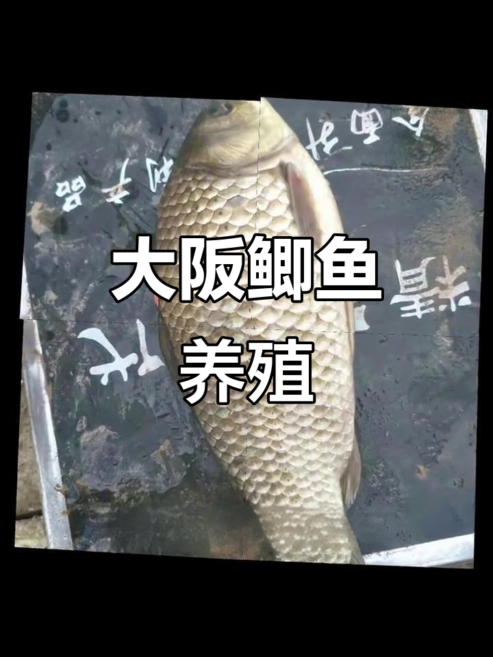 重庆大阪鲫鱼养殖,快速生长的优质品种