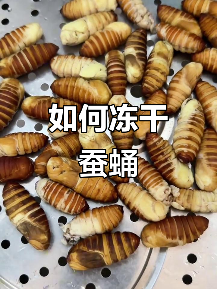 教你如何煮蚕蛹,冷冻保存更美味