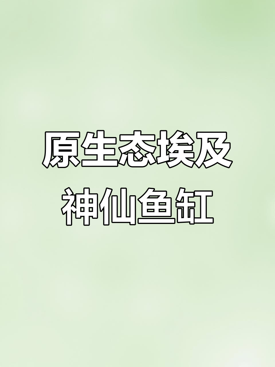埃及神仙鱼原生态造景缸,带你感受黑水河的魅力