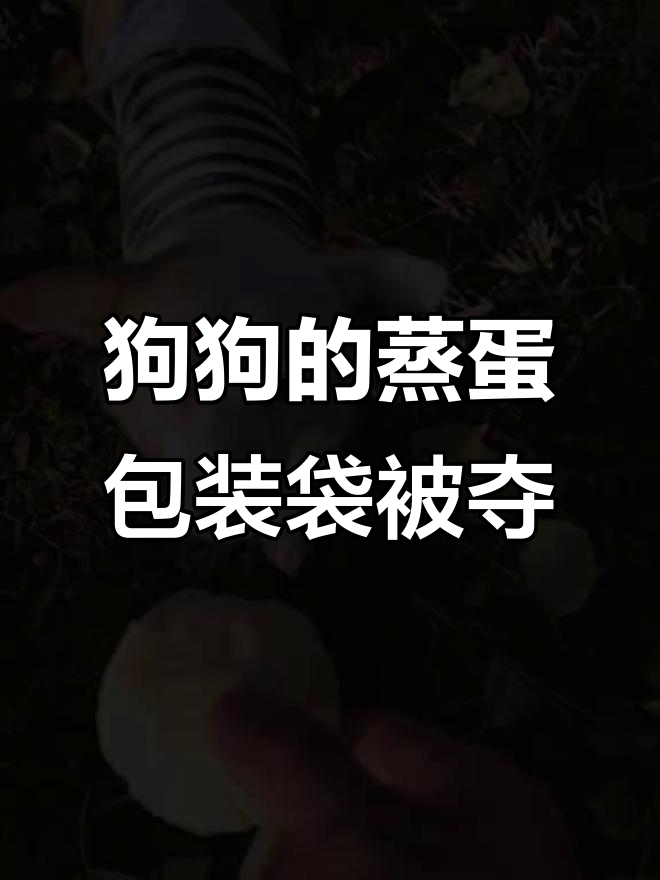 小狗被抢蛋糕包装袋,委屈表情萌翻了