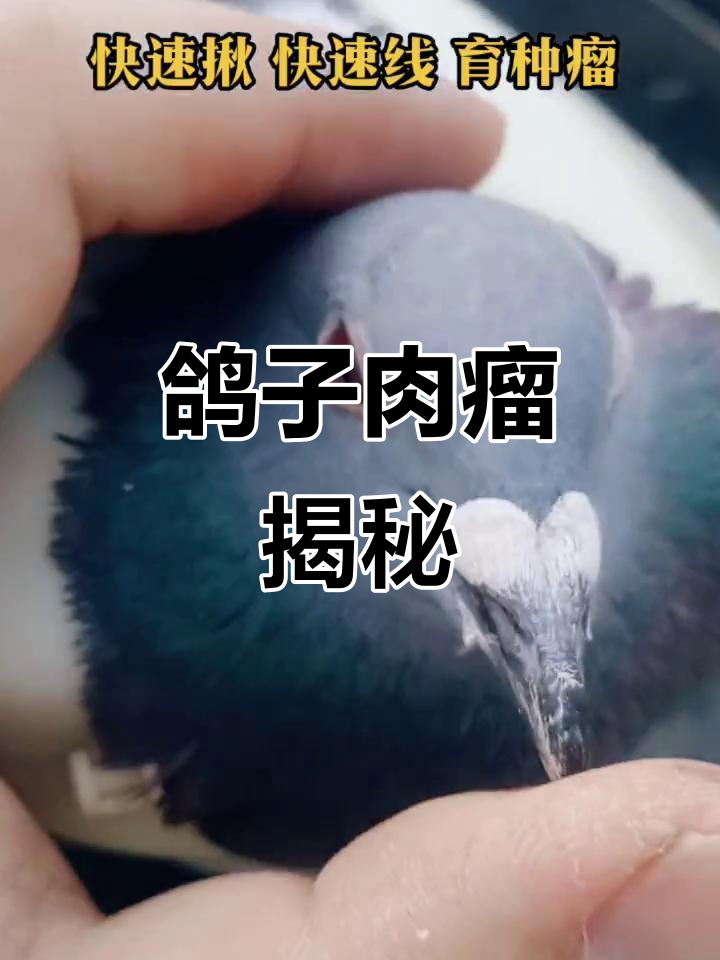 雌鸽更易长肉瘤,与年龄无关