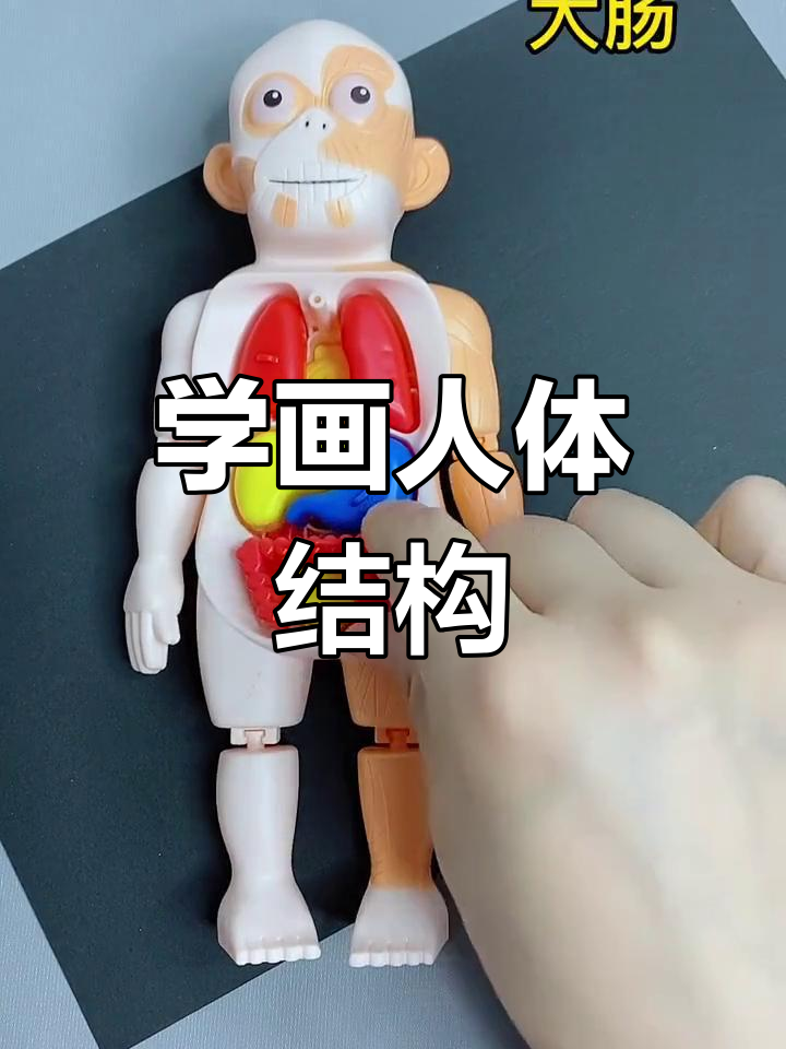 人体器官简笔画教程
