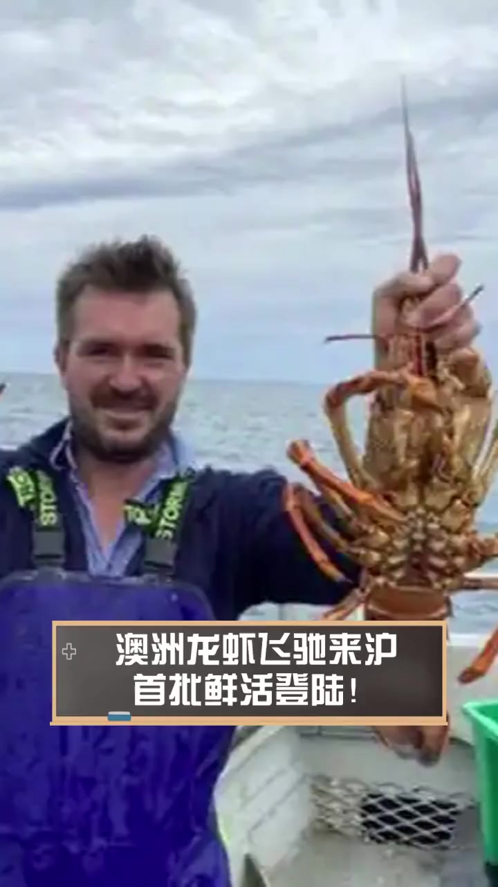 澳洲龙虾飞驰来沪,首批鲜活登陆!