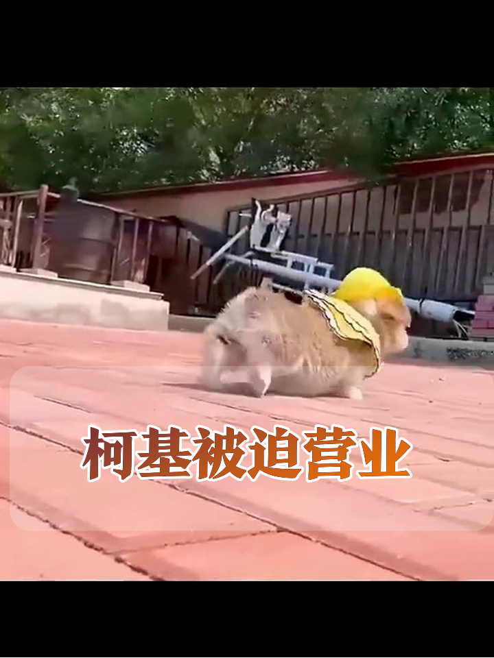 柯基幼崽的“社死”日:从追球疯狗到穿裙营业,每帧都是表情包!