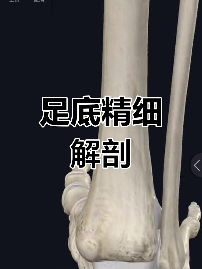 足底解剖结构详解:韧带、腱膜与关节