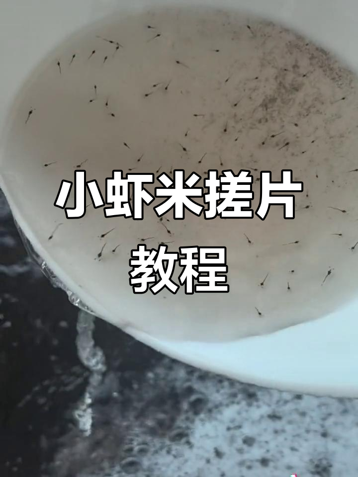第四天小虾米,搓片不停歇,养虾人教你技巧