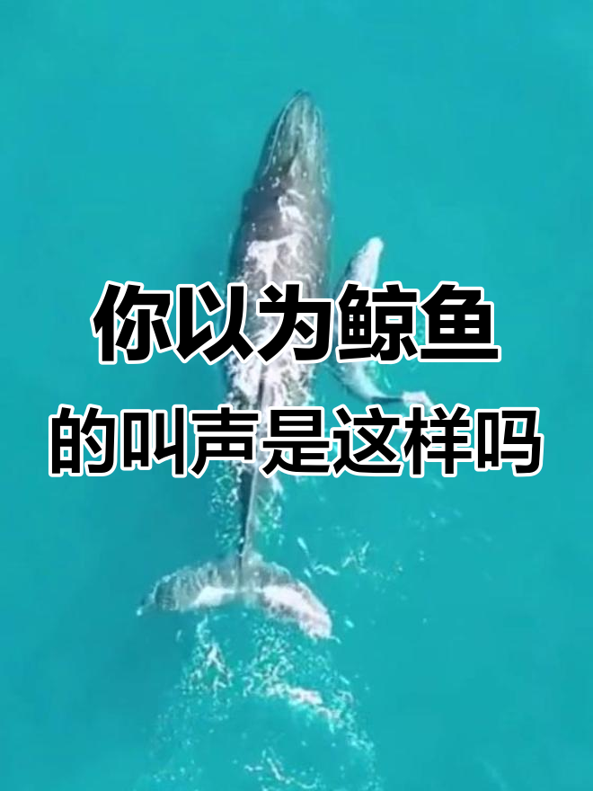 鲸鱼叫声竟然不是你想的那样？