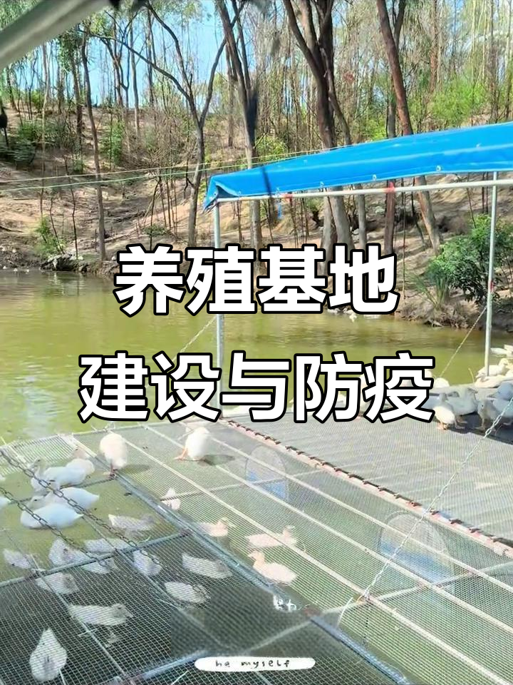 养鸭成本大揭秘：从棚搭建到疾病防治全解析