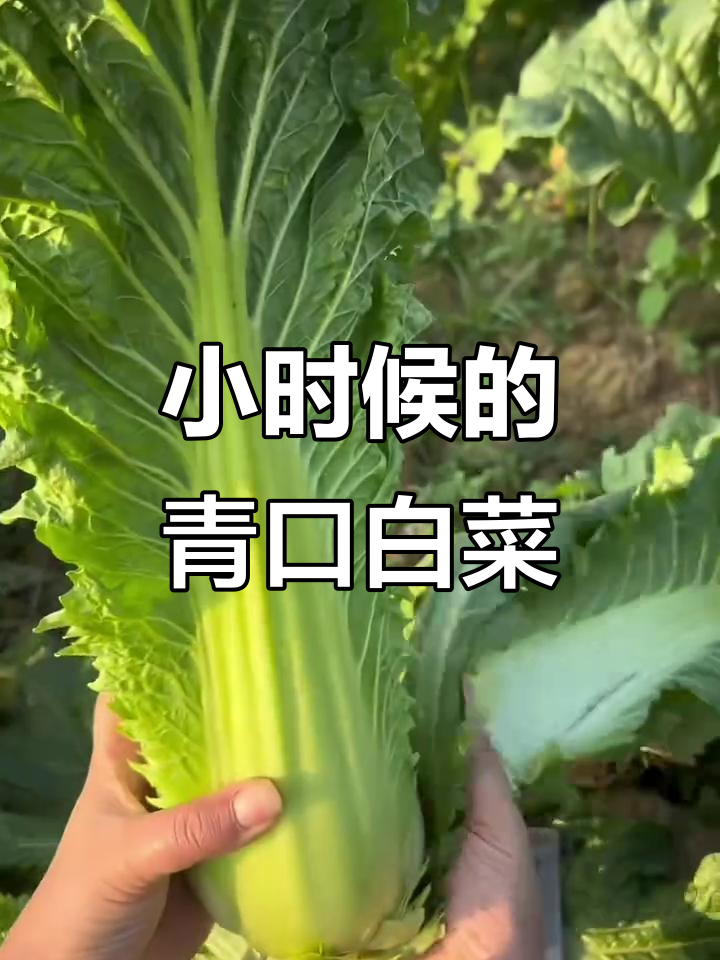 青口白菜种植记：带你重温小时候的味道