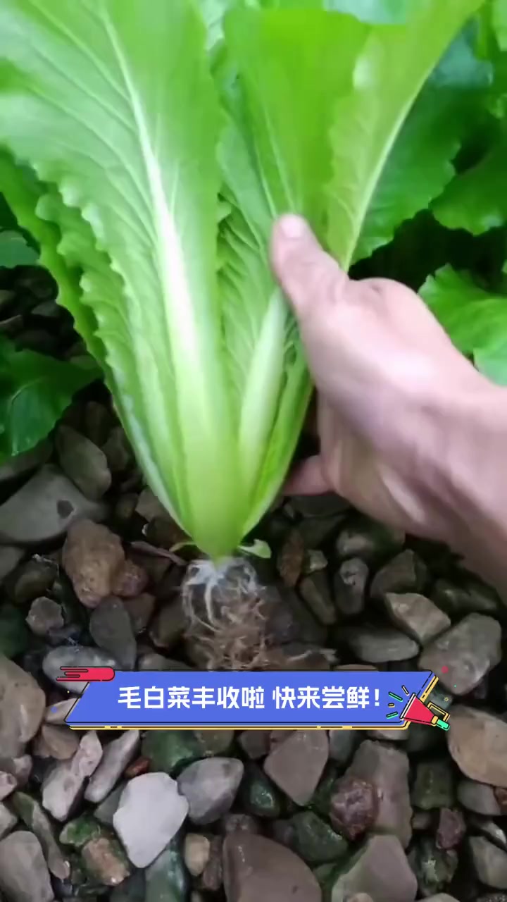 毛白菜丰收啦,快来尝鲜!