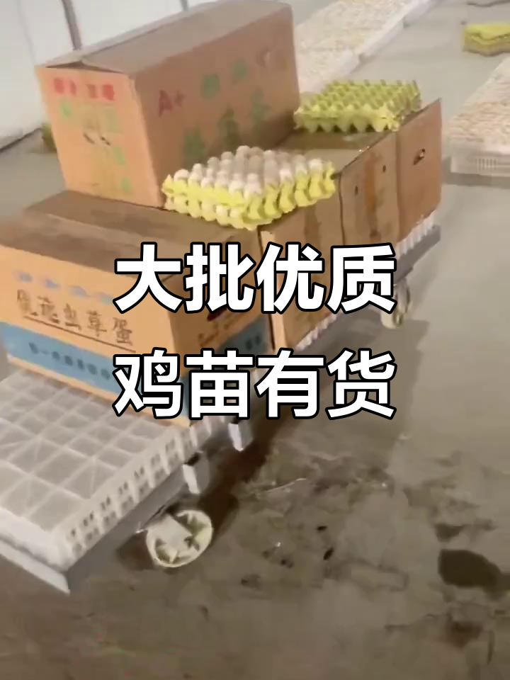 柴鸡苗与快大鸡苗大量供应,品质优良
