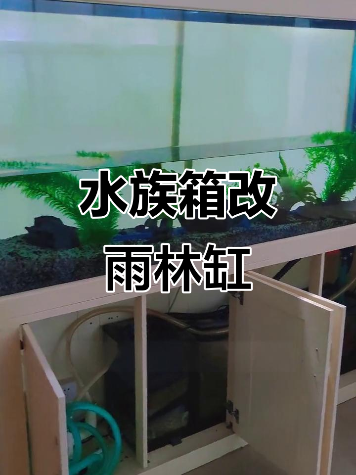 老水族箱变雨林缸,改造全攻略