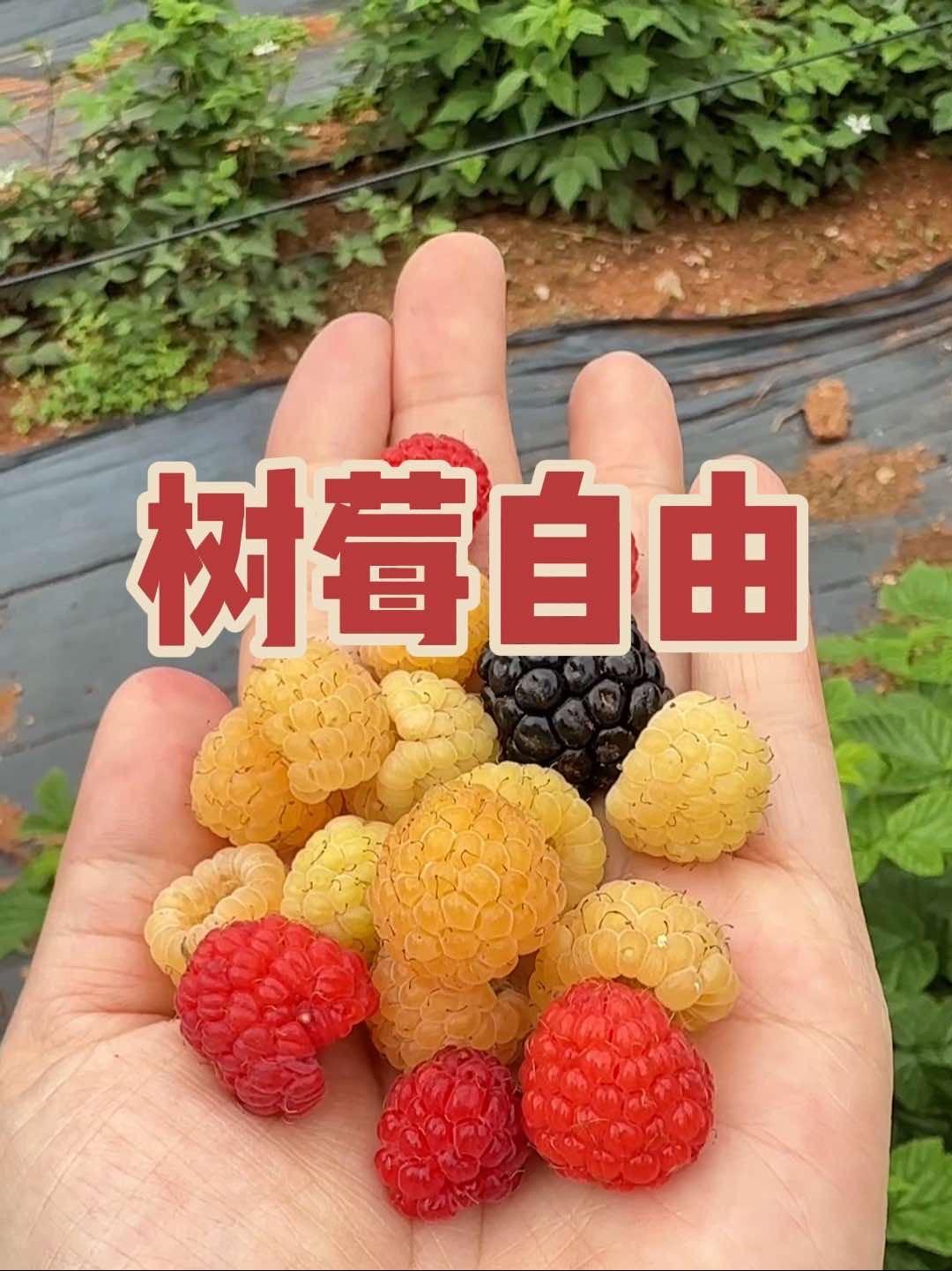 品种多到眼花缭乱 烧烤,摸鱼,喂小动物,窑烤面包,最重要的还能实现树莓自由……周末了,还等