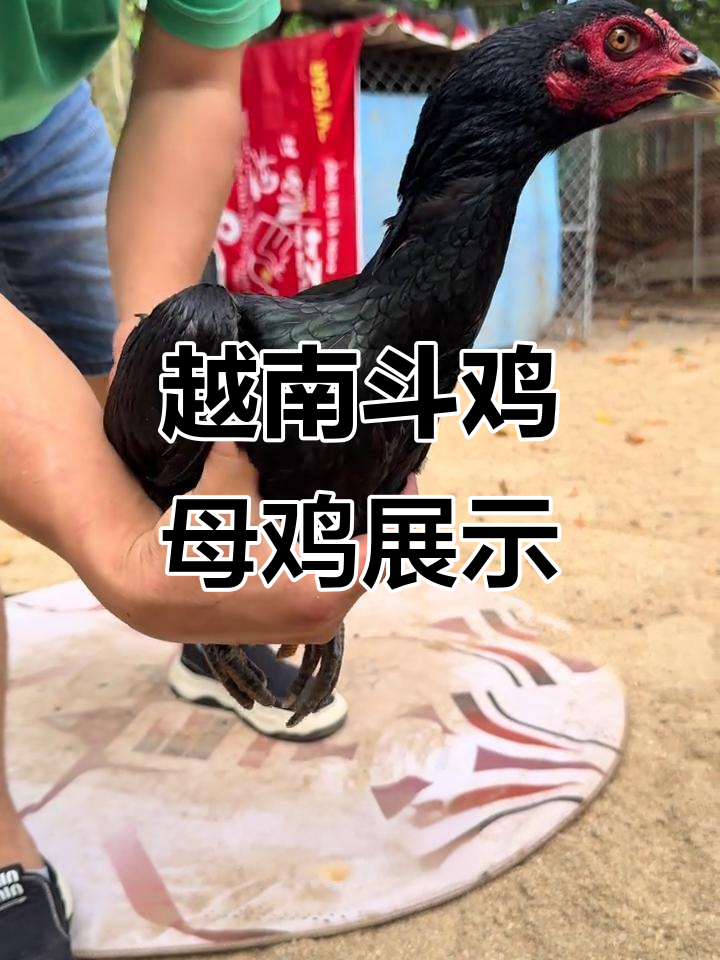 越南血统母鸡大揭秘,黑麻毛脚干性十足