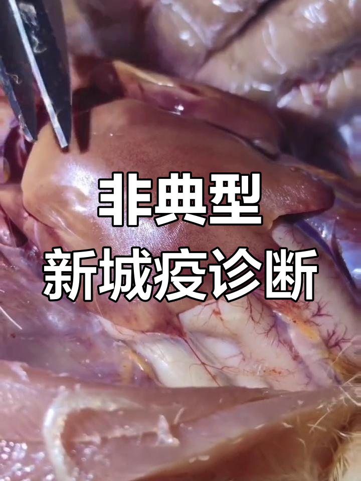 鸡群出现呼吸道症状,确诊为非典型新城疫