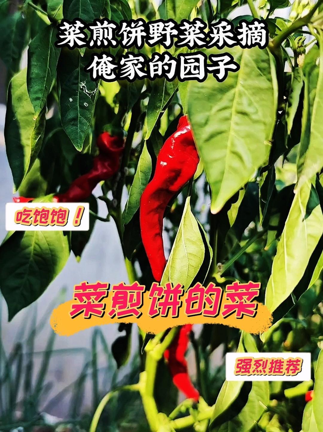 菜煎饼的灵魂菜是什么 滕州菜煎饼总部 滕州菜煎饼 菜煎饼培训 同城 三农 乡村大嫂菜煎饼总