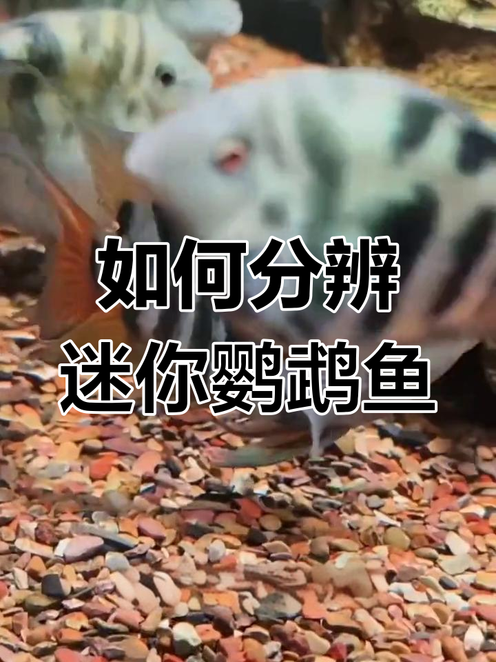 迷你鹦鹉鱼公母区分全攻略,轻松掌握!