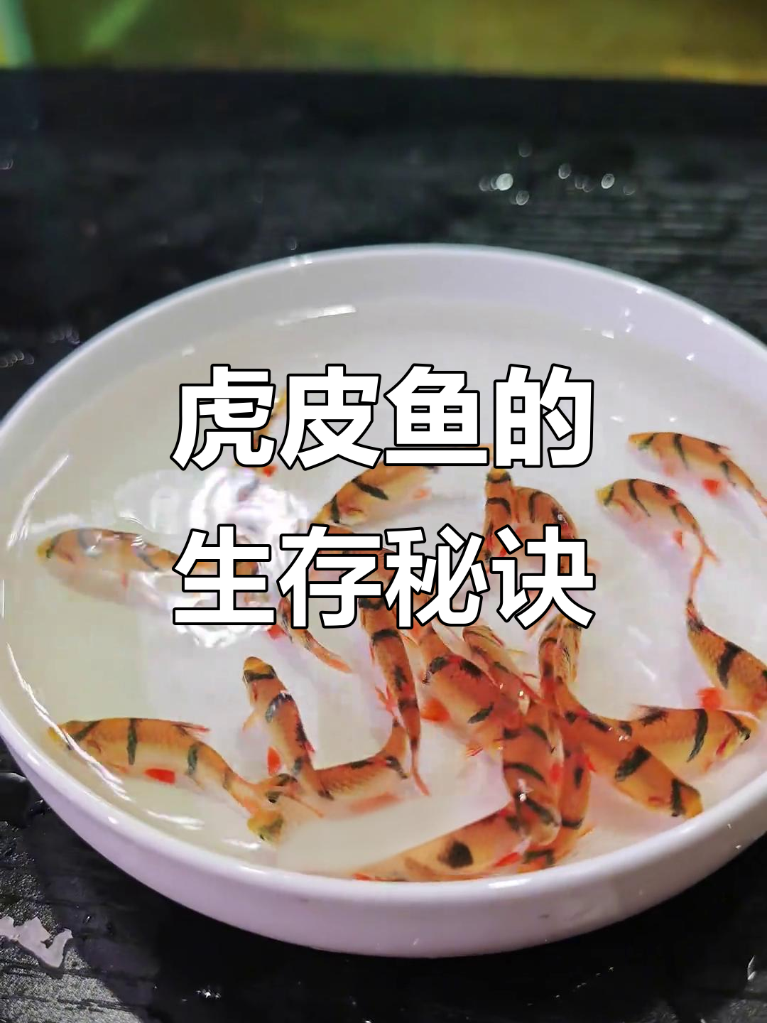 虎皮鱼活力四射,水质差反而让它更精神!