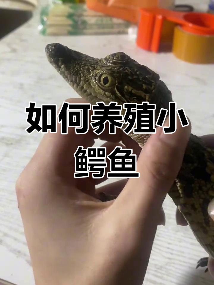 鳄鱼苗饲养全攻略:从孵化到成年的关键步骤