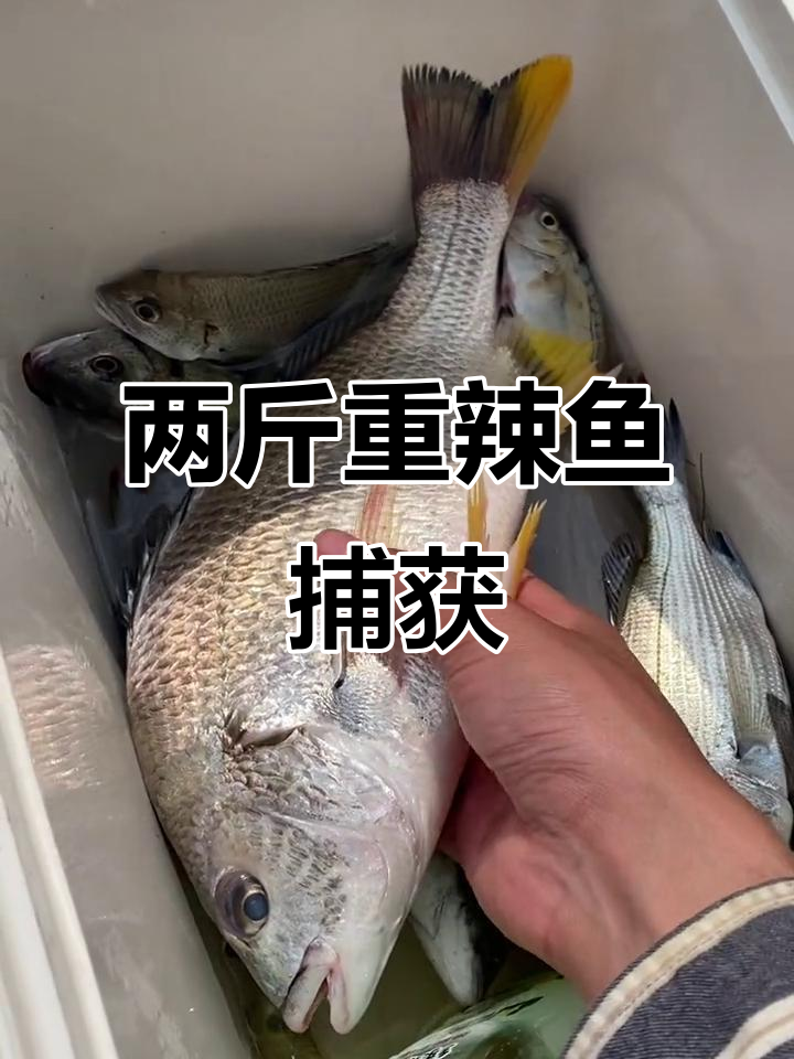 北海海钓大丰收，两斤腊鱼惊现！